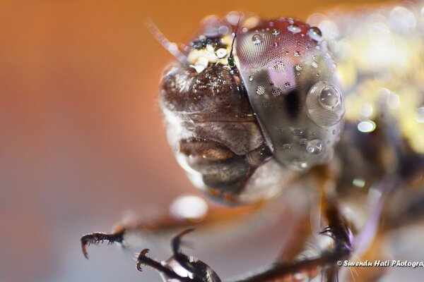 Tentáculos de vida silvestre invertebrados mucho