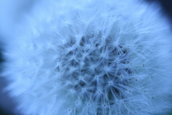 Macro d un pissenlit blanc moelleux