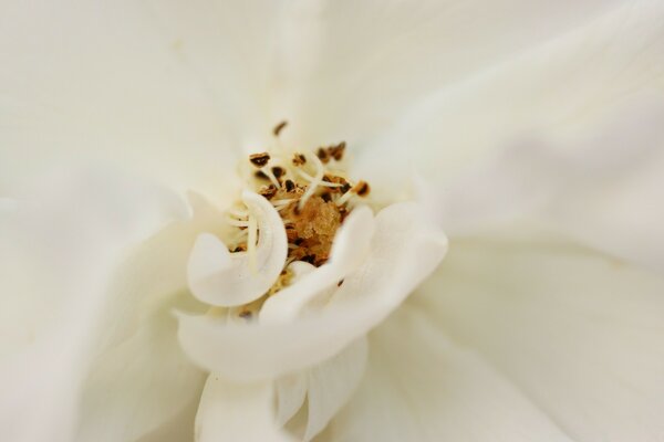 Flor blanca para la boda blanca