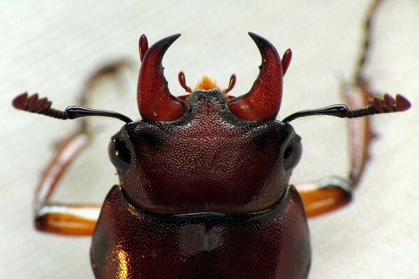 Besouro close-up com bigode