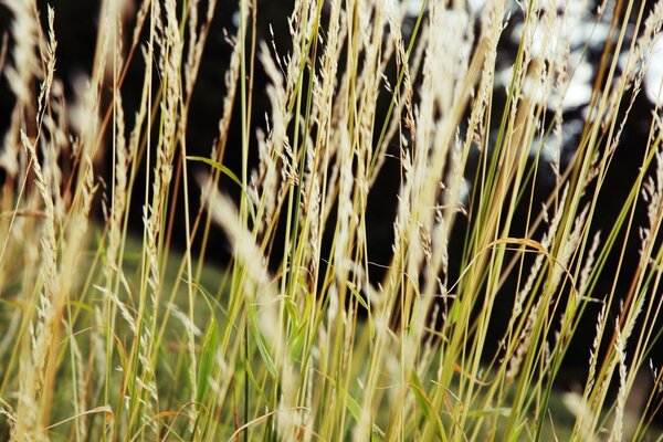 Macrosmka di spighe in un campo in natura