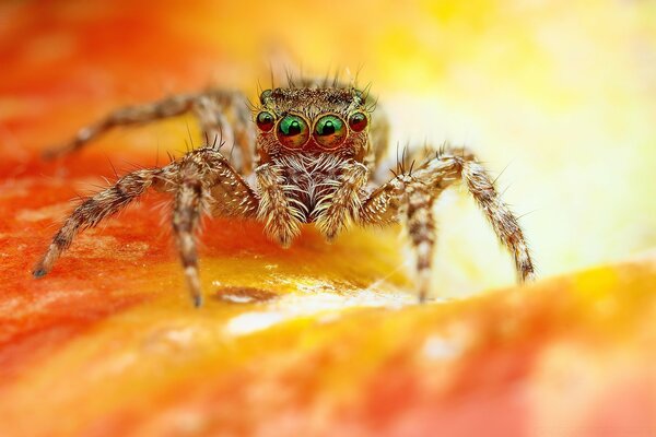 Lindo salta araña