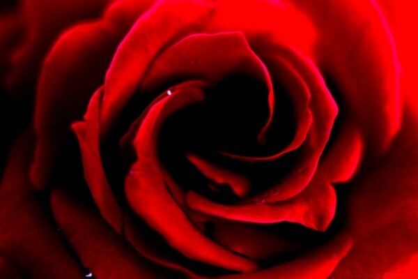 Macro de la flor de la rosa roja, símbolo del amor