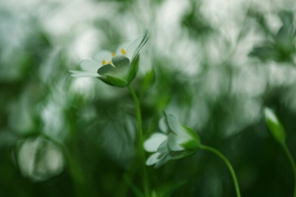 Weiße Blumen auf verschwommenem Hintergrund