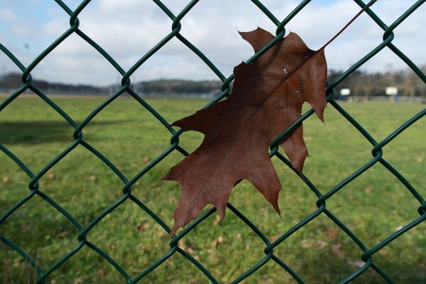 An autumn leaf hung on the fence