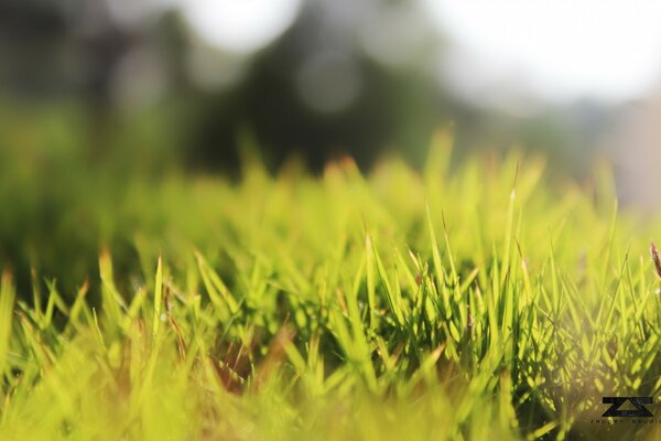 Macro shot of green grass in a field in nature