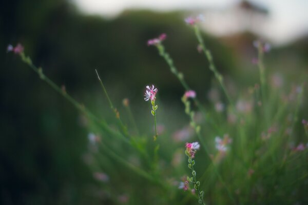 Im Sommer erscheinen so schöne Blumen, ich möchte sie die ganze Zeit betrachten