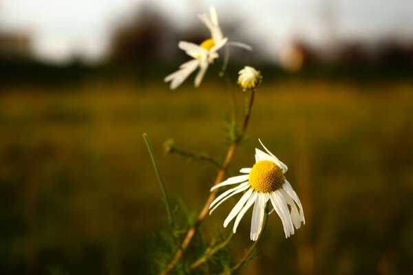 Gänseblümchen im Feld auf verschwommenem Hintergrund