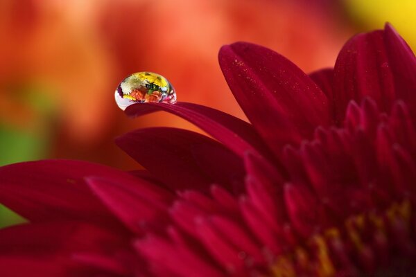 Macro photography of dew on a flower