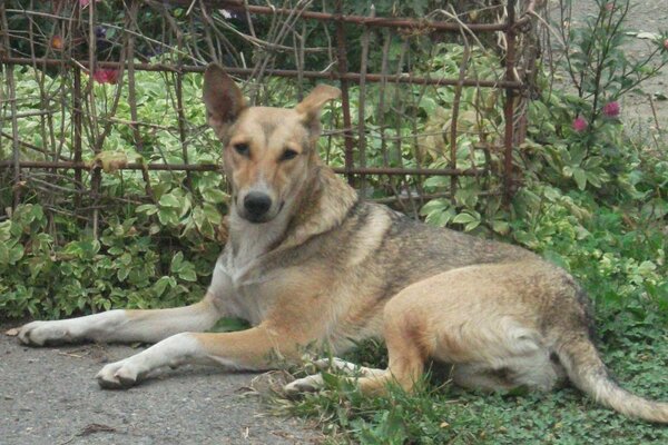 Un perro grande yace en la hierba