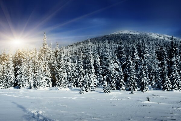 The sun illuminates the tops of snow-covered fir trees