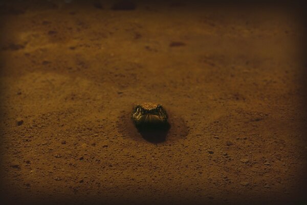نظرة خاطفة على رأس الثعبان من الرمال