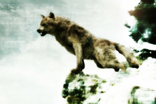 The wolf from the movie Twilight on the rock. 