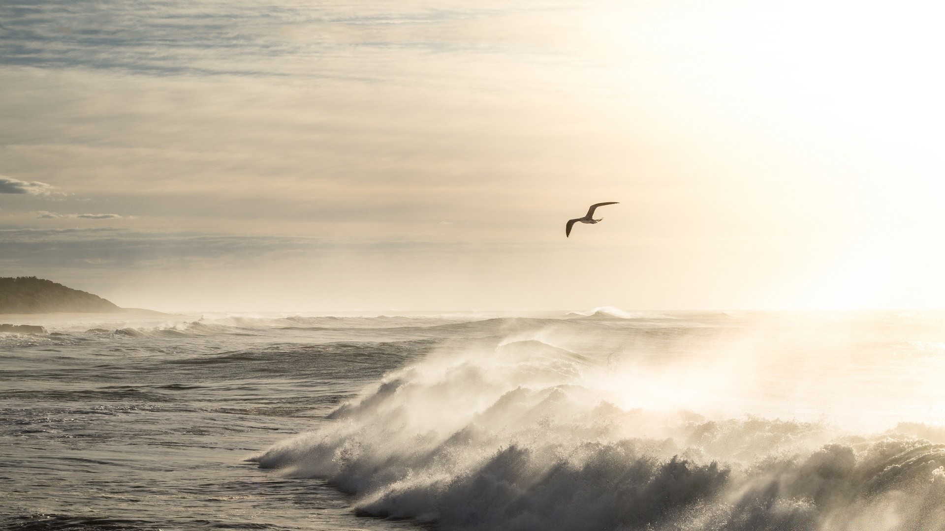 mare e oceano uccello tramonto acqua spiaggia mare oceano cielo alba sole all aperto vento libertà gabbiani