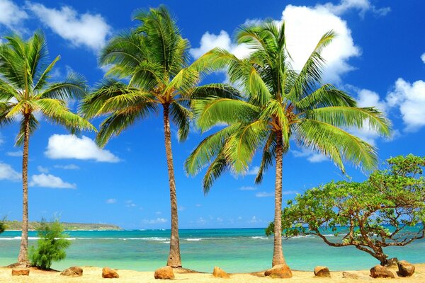 Tall palm trees on a tropical beach