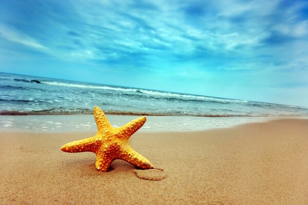 Seestern am Strand am Meer