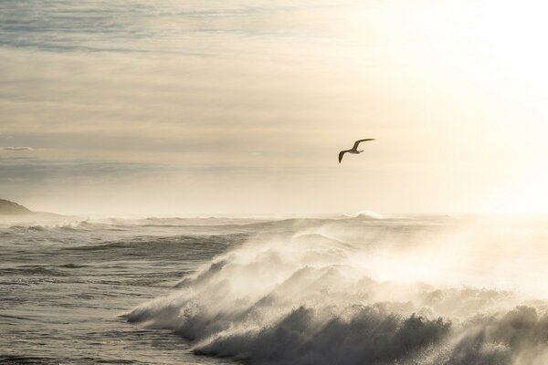 Gaviota volando sobre el hermoso mar