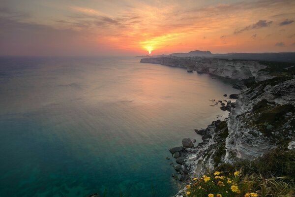 Paesaggio marino e piccoli fiori gialli sulla riva