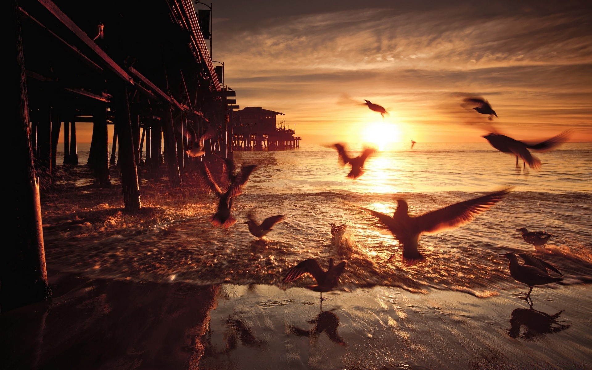 meer und ozean sonnenuntergang wasser dämmerung strand abend dämmerung ozean meer meer sonne im freien reisen vogel reflexion