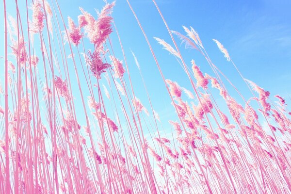 Espigas cor-de-rosa contra o céu azul