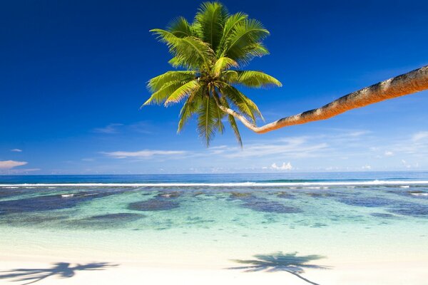 The shadow of a palm tree on the snow-white sand