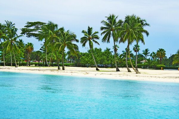 Lots of green palm trees on white sand