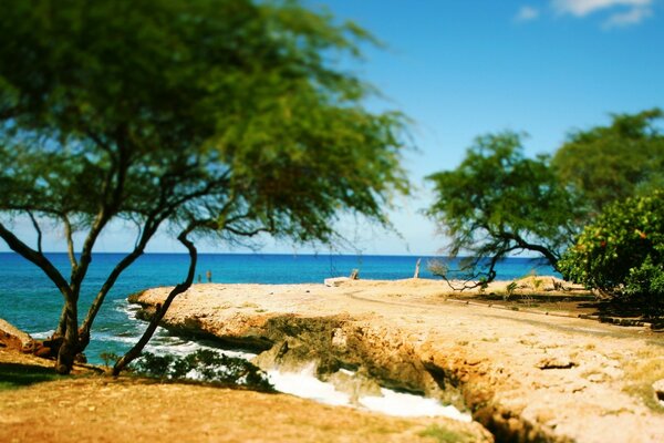 Wild beach with trees and rocks