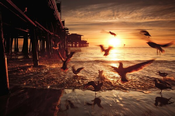 Sea gulls in the sunset