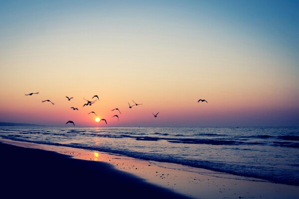 Seagulls at sunset on the seashore