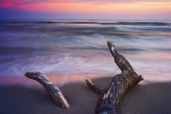 Madera flotante en la orilla del mar. Atardecer