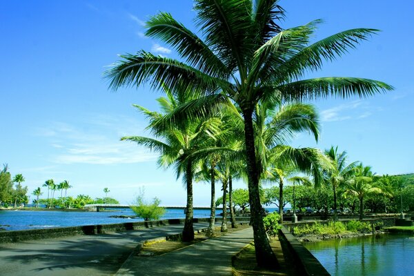 Palm trees on a tropical beach by the sea