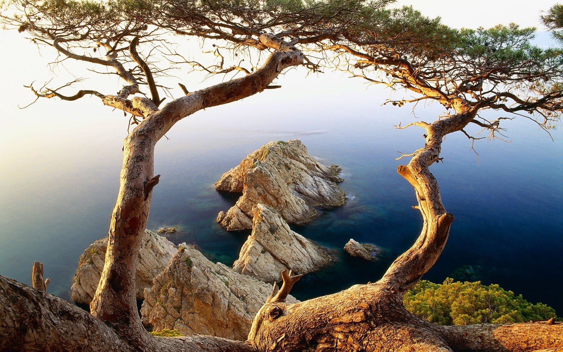 mar e oceano árvore natureza água paisagem ao ar livre céu madeira viagem raiz ambiente pôr do sol parque