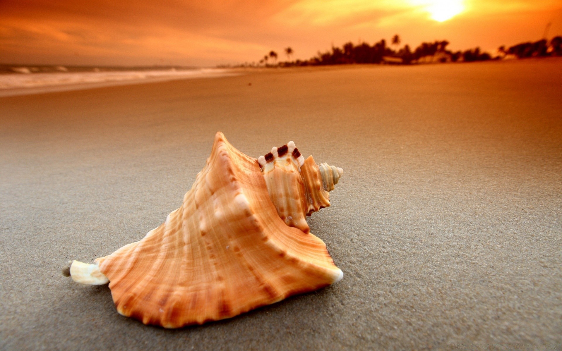 sea and ocean beach sand seashore sea ocean seashell water summer sun travel shell tropical vacation sunset nature shore starfish seaside fair weather