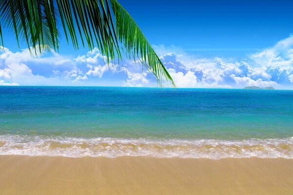 Tropical tree on the background of the beach