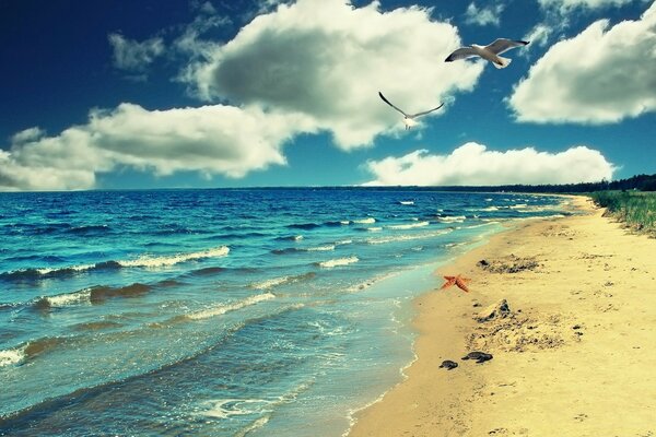 Ein Vogel fliegt über einen tropischen Strand