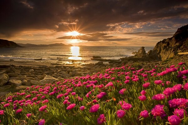 Pink flowers on the beach with stones