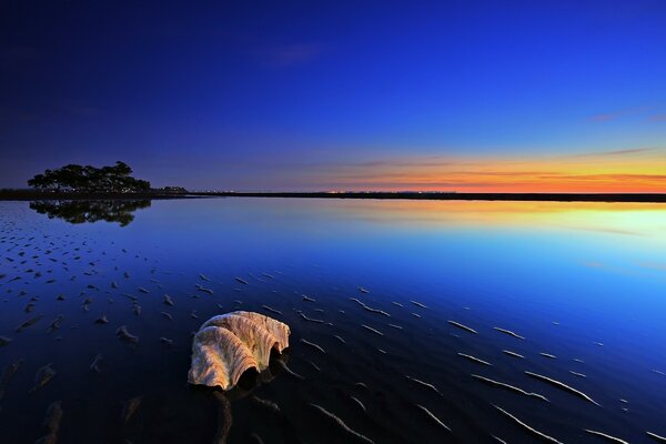 Shell on the background of sunset and calm sea