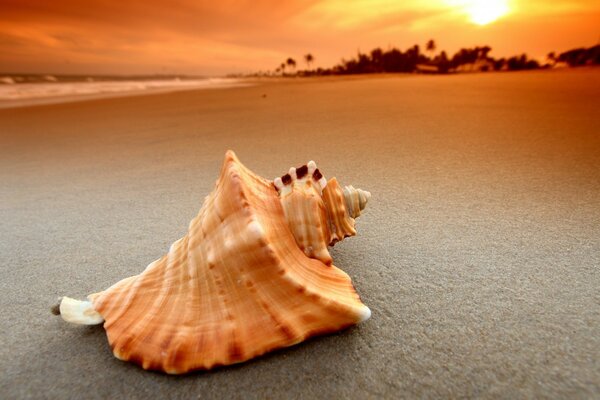 Hermosa concha en la playa de arena