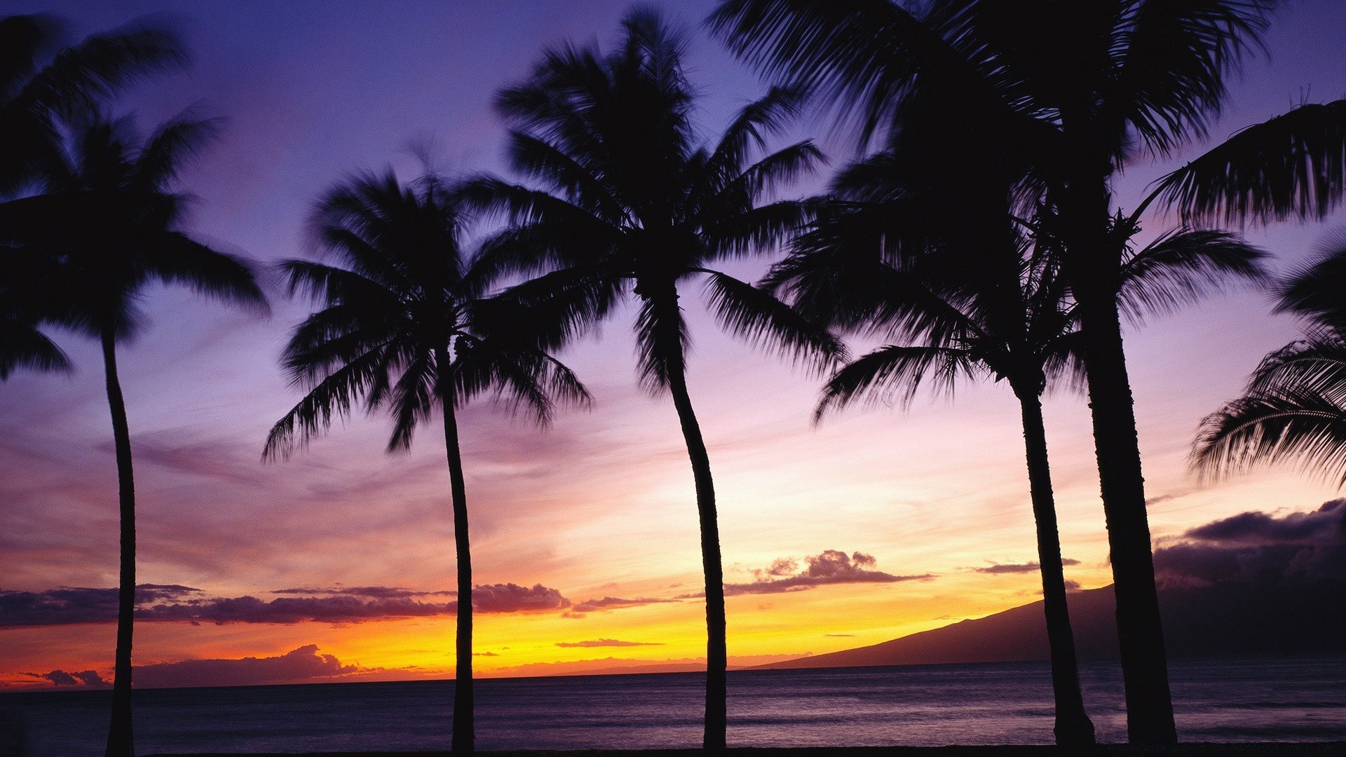 meer und ozean strand tropisch sonne meer sand palmen ozean exotisch idylle insel reisen landschaft resort urlaub sommer sonnenuntergang entspannung kokosnuss paradies