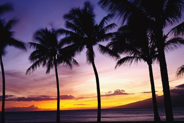 Palm trees at sunset