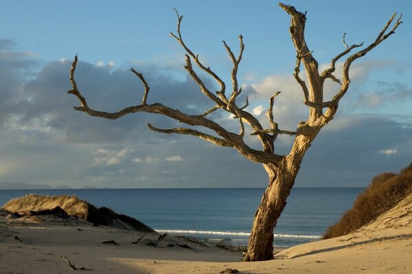 A dead tree by the quiet sea