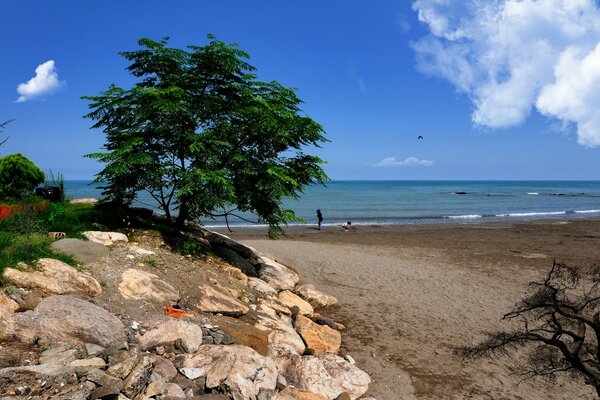 Sandy seashore with bush and rocks