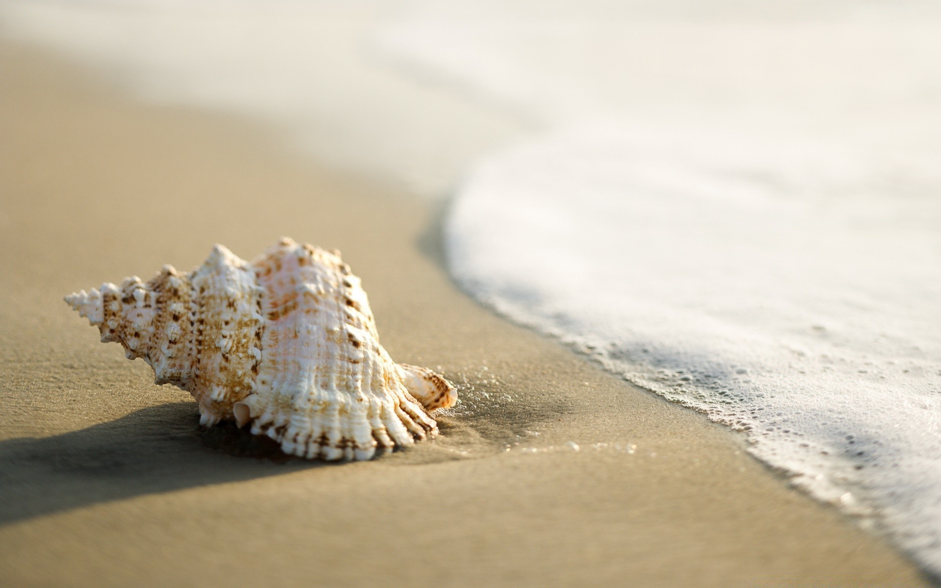 mer et océan plage sable mer coquillages mer coquille océan vacances eau côte étoile de mer voyage côte été tropical conch nature marine mollusques