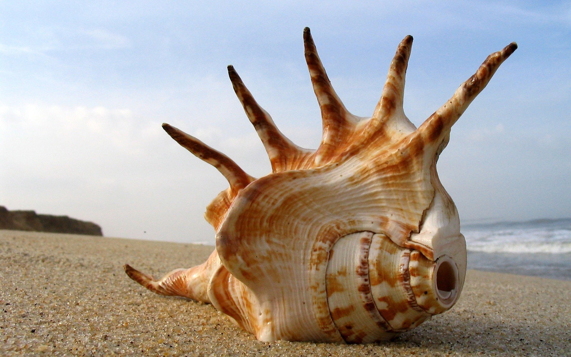 mar e oceano praia areia mar mar oceano verão concha conchas natureza água tropical viagens férias fuzileiro naval costa conch