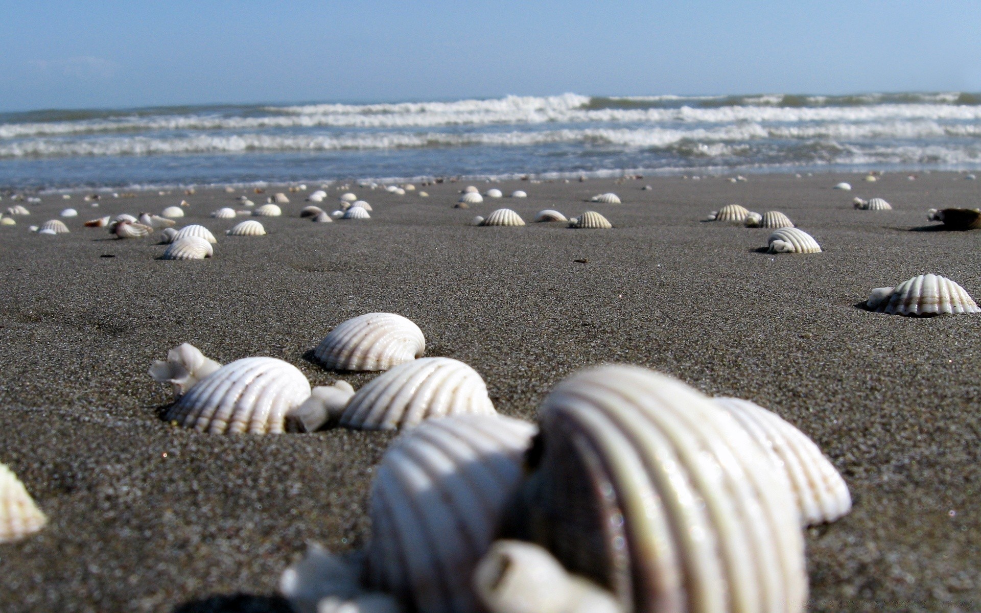 morze i ocean plaża morza piasek morze muszle ocean muszla brzeg woda morze wybrzeże małże rozgwiazda lato wakacje podróże natura przypływ tropikalny