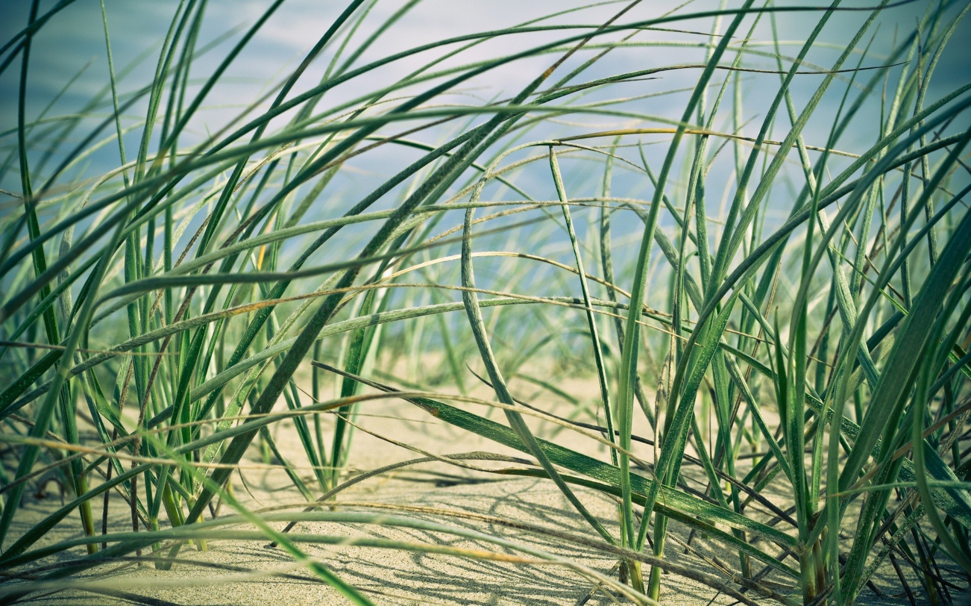 海洋和海洋 植物群 草 叶 自然 生长 环境 特写 食物 户外 夏季 花园 桌面 芦苇 农业 颜色