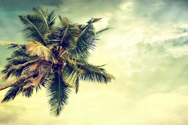 Gökyüzünün arka planına karşı tropikal bir palmiye ağacının resmi