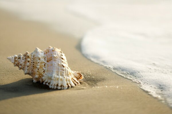 White shell on the seashore