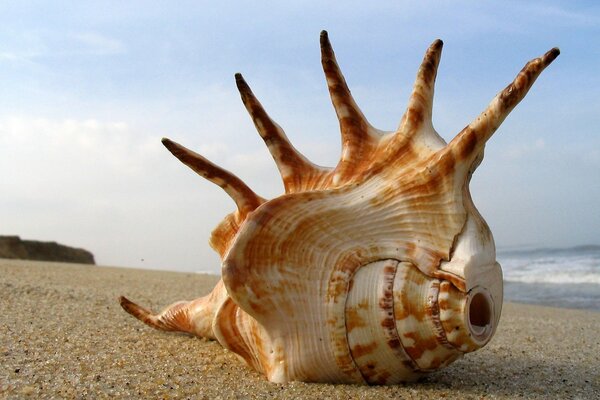 Muschelmalerei auf Sand vor dem Hintergrund des Meeres