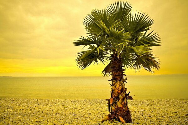 Spiaggia tropicale sul mare sotto il sole estivo